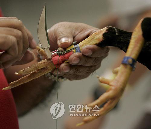 필리핀 싸움닭 발에 부착된 칼. EPA 연합뉴스